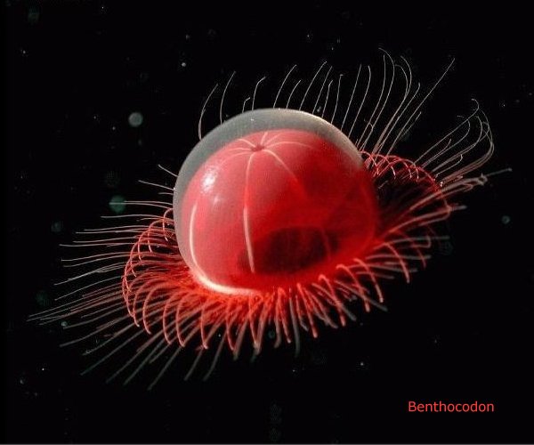 Benthocodon, Deep Sea Creature