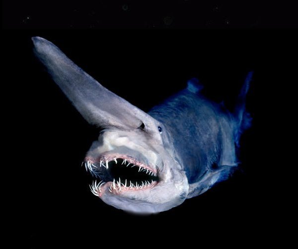 Mariana Trench Deep Sea Creature
