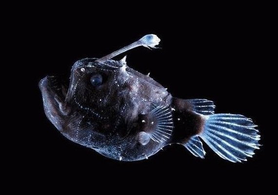 Mariana Trench Fish