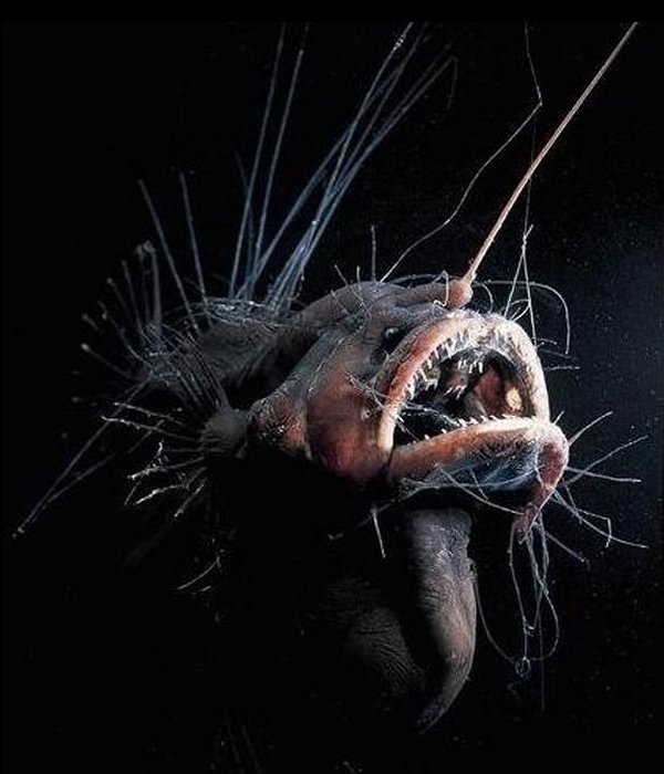 Mariana Trench Deep Sea Creature