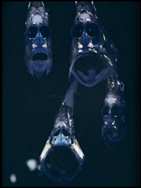 Mariana Trench Creatures