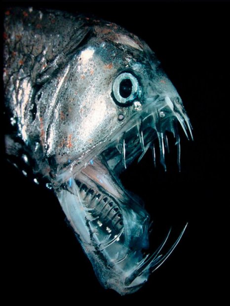 Deep Sea Creature