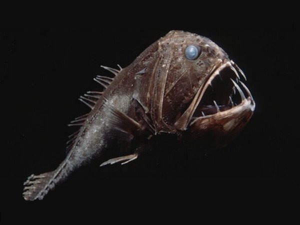 Mariana Trench Deep Sea Fish