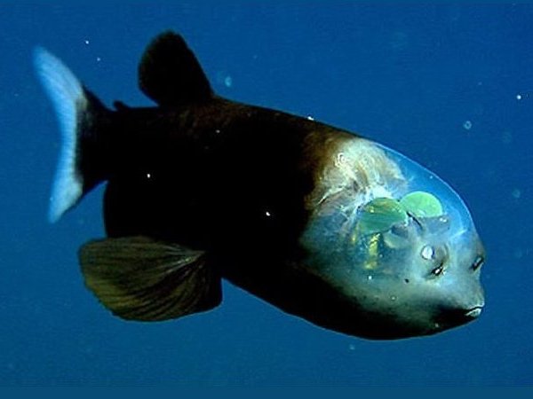 Mariana Trench Deep Sea Fish