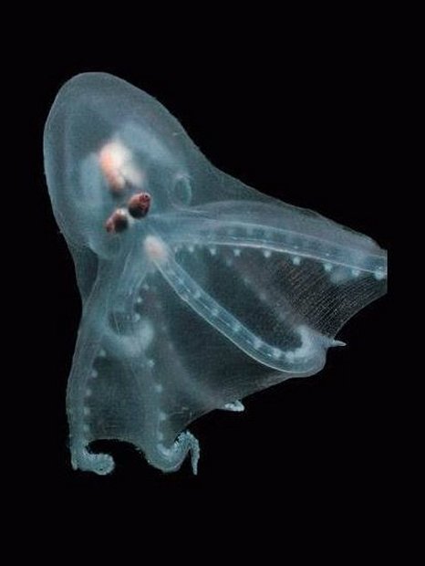 Telescope Octopus