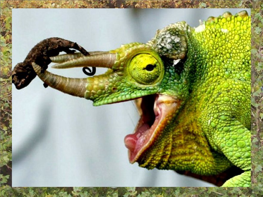 A Newly Born Jackson's Chameleon Rests on its Dad's Horns