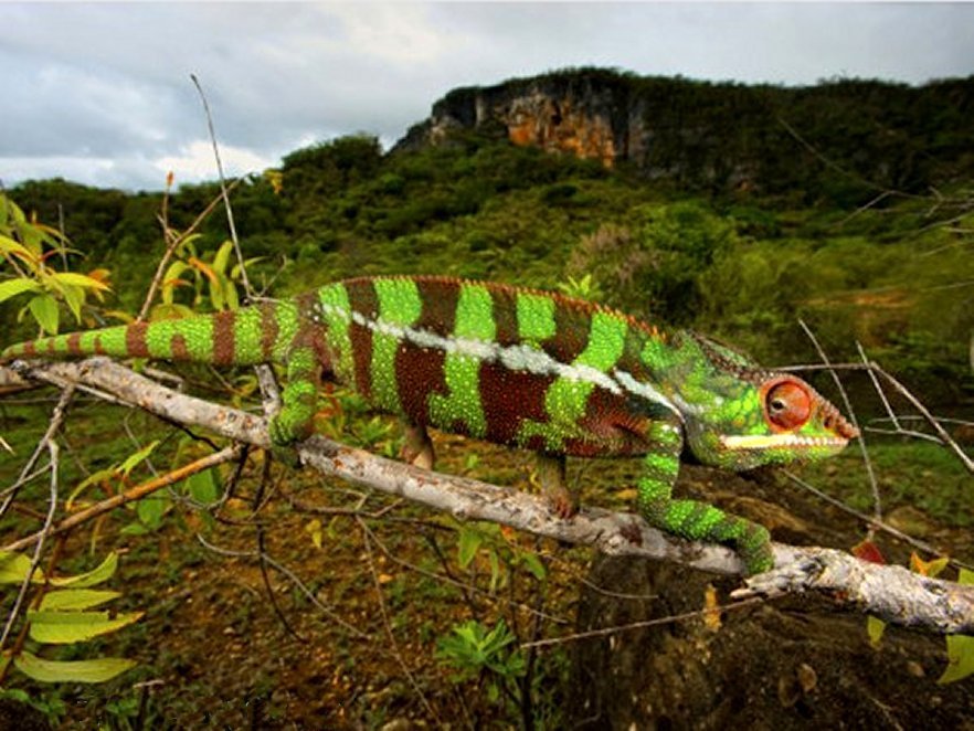 Striped Chameleon