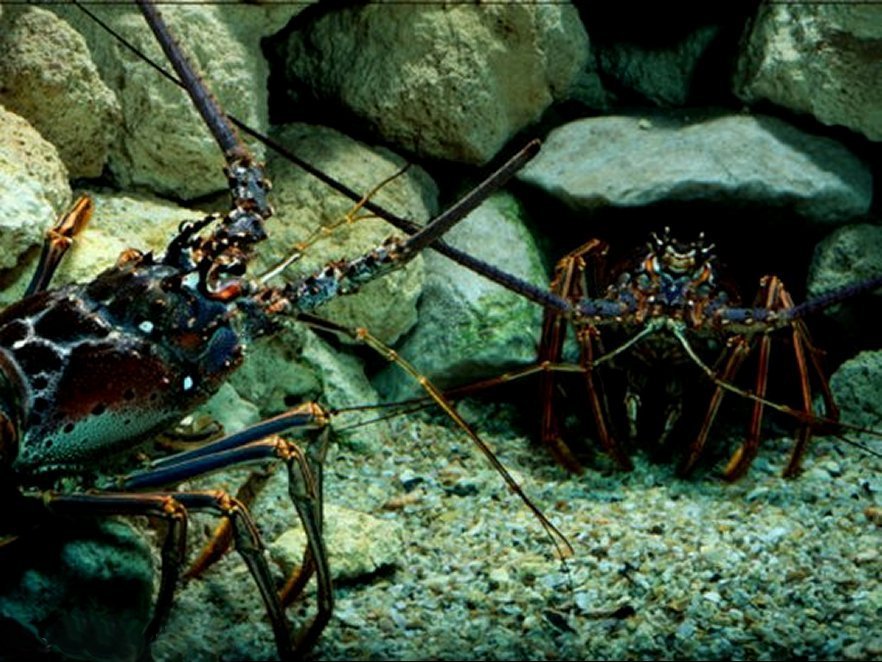 Spiny Lobsters Confront One Another over Territory