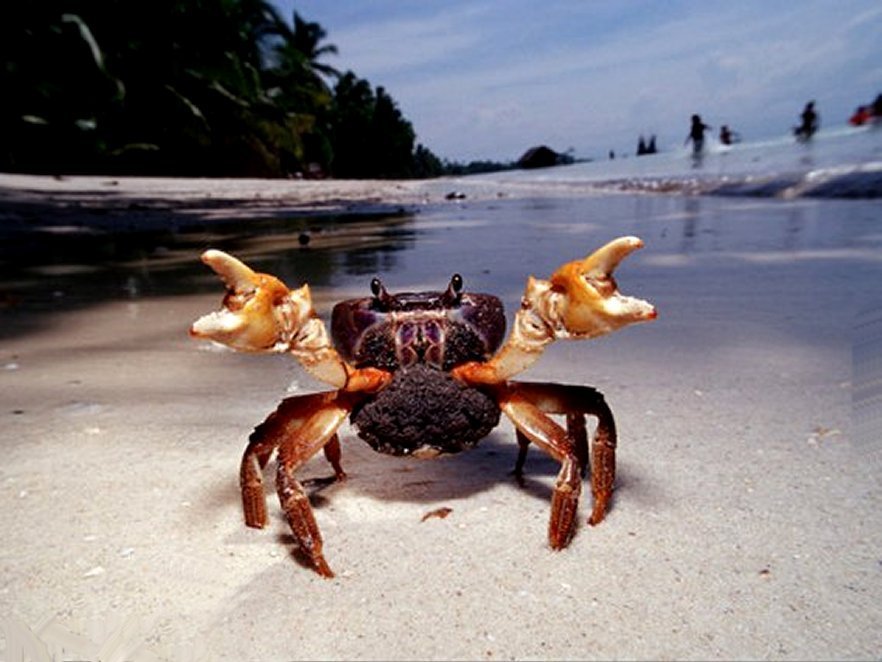 Nice Crab, Threatening or Friendly Greeting?
