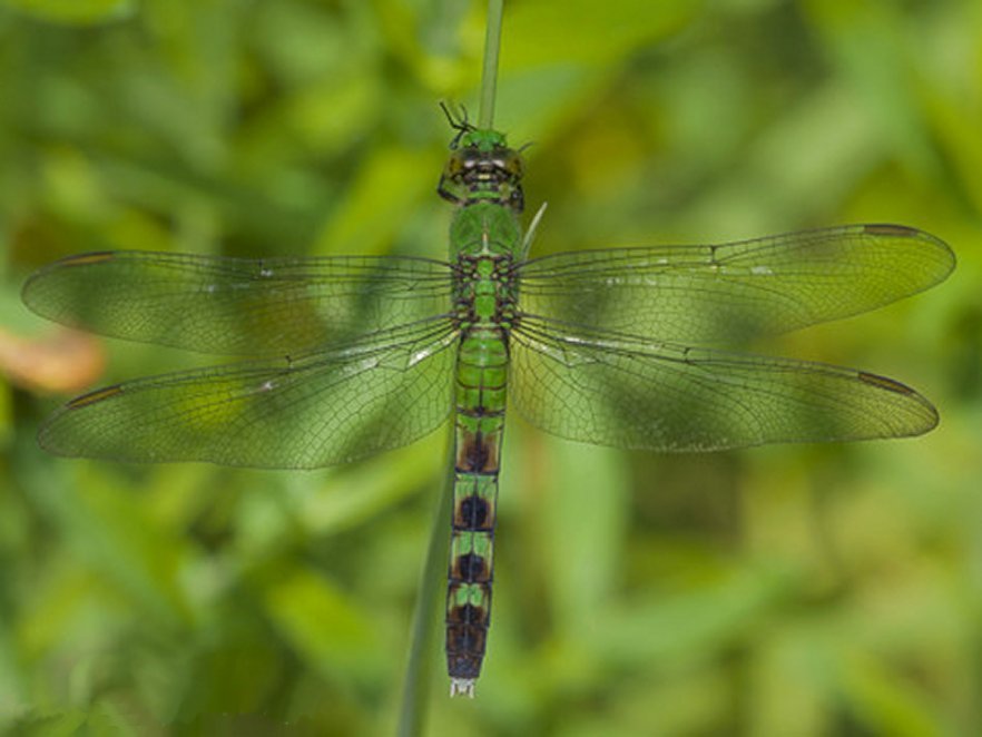 Dragonfly