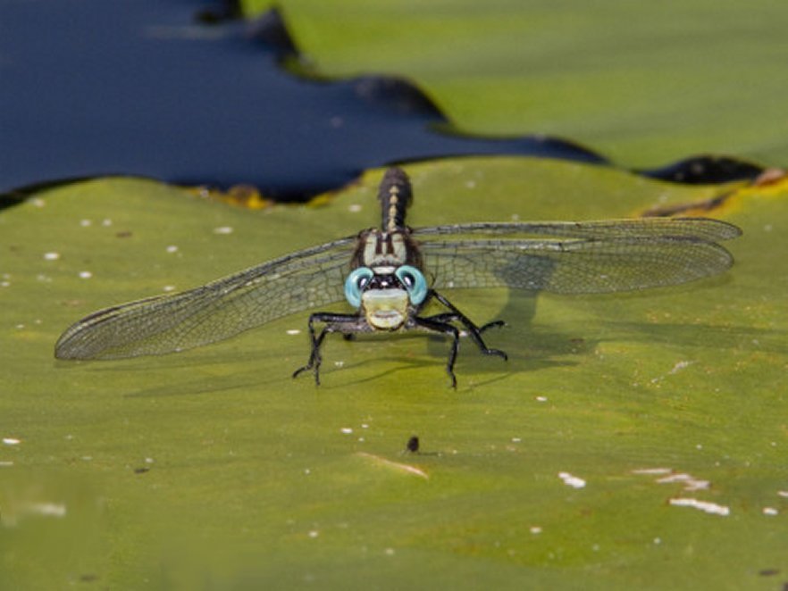 Dragonfly Face