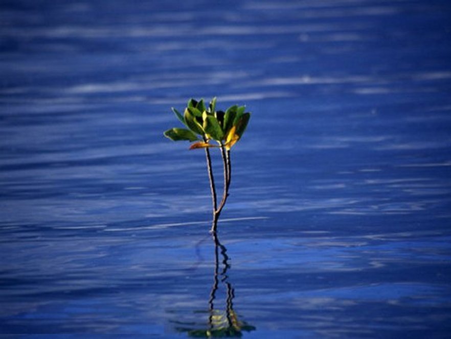 Emerging Mangrove, Seychelles