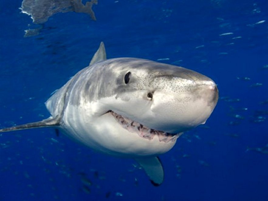 Great White Shark