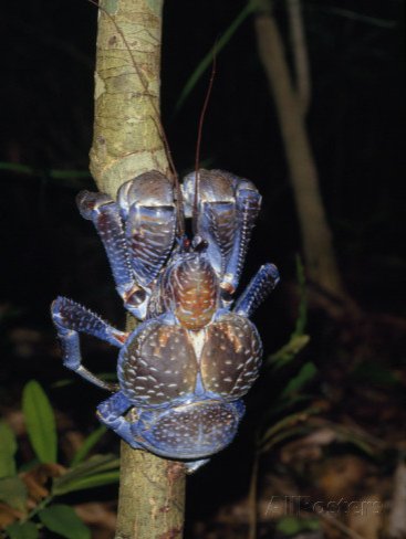 A Coconut Hermit Crab Crawling on a Tree Trunk