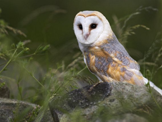Barn Owl on Dry Stone Wall, Tyto Alba, United Kingdom
