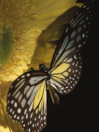 Black and Yellow Butterfly on Blooming Yellow Flower, Art Print