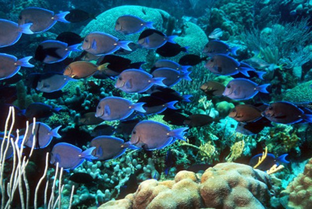 Blue Tang Shoal
