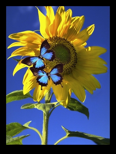 Butterflies on a Sunflower