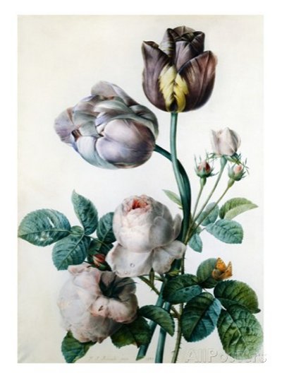 A Cabbage Rose, Two Tulips, a Small Tortoiseshell Butterfly and a Yellow Meadow Ant by Pierre-Joseph Redouté