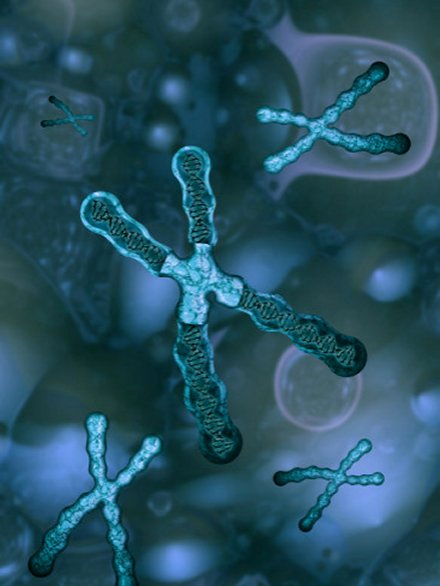 Chromosomes Within a Cell, The Large Chromosome in The Center is Sectioned To Show The Dna Inside