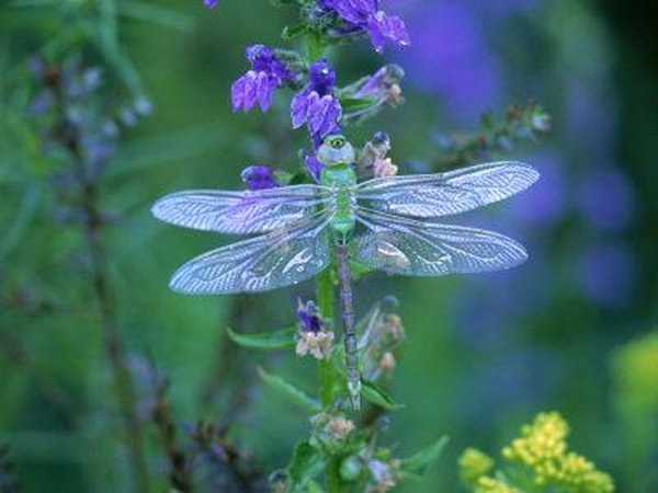 Dragonfly