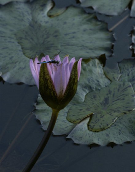 Dragonfly on a Water Lily Blossom