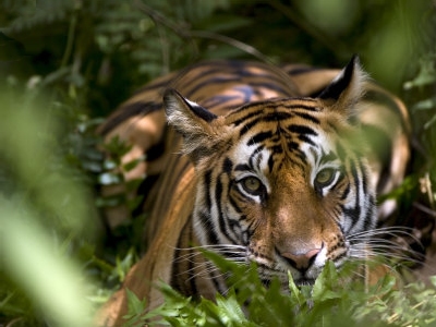 Siberian Tiger, art print, photography