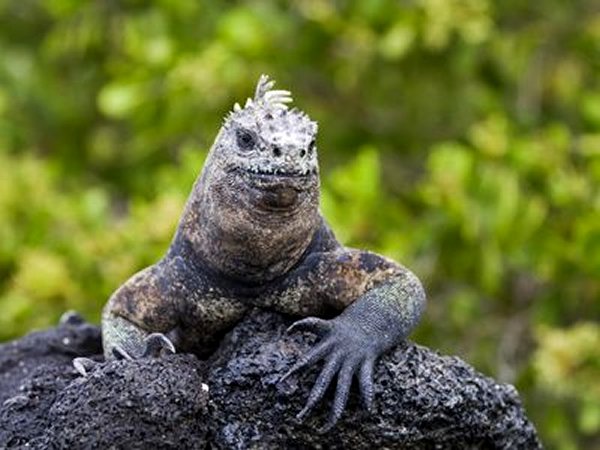 Galapagos Marine Iguana