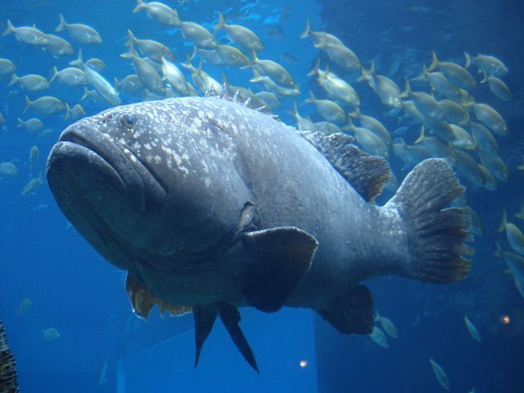 Giant Grouper, Huge Fish