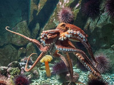 Giant Pacific Octopus