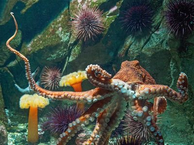 Giant Pacific Octopus