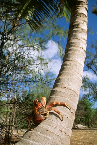 Giant Robber, Coconut Crab