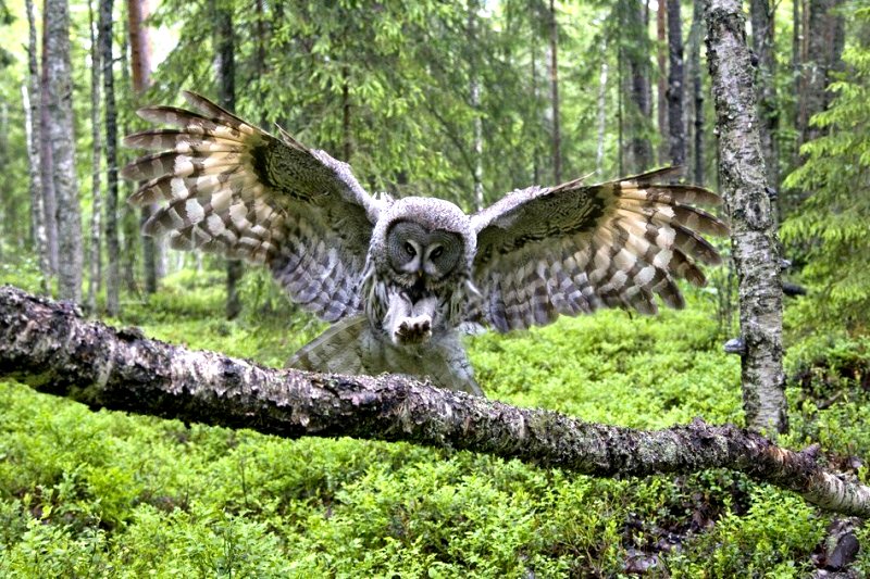 Great Gray Owl Landing on Branche