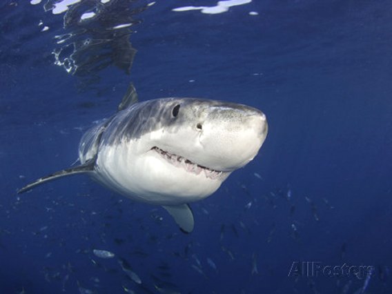 Great White Shark (Carcharodon Carcharias), Guadalupe Island, Mexico
