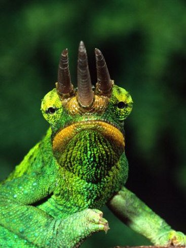 Jackson's Chameleon, Native to Eastern Africa