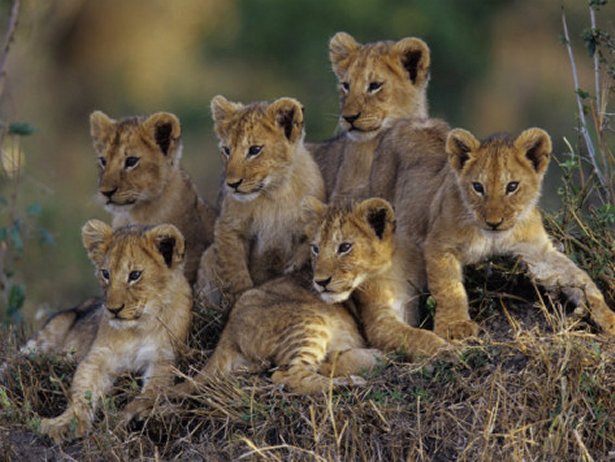 Six African Lion Cubs, Panthera Leo, Watching and Waiting for Mom to Return, Kenya
