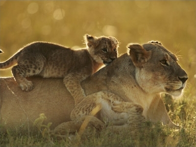 kenya animals lion. Lamu, Kenya, Art Print Lion