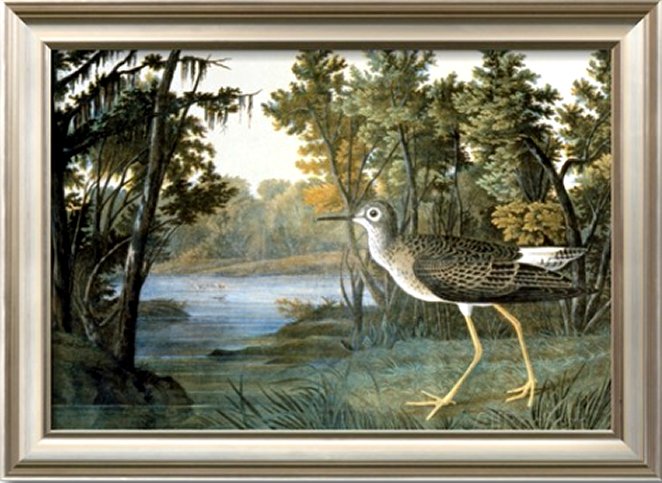 Lesser Yellowlegs by John James Audubon