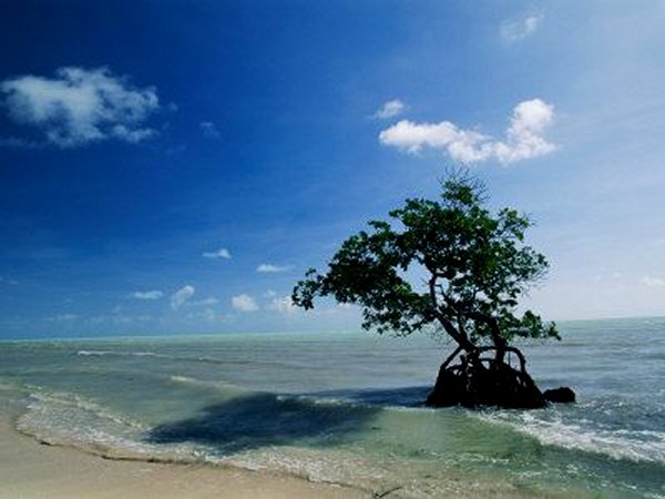 Mangrove Tree, Florida