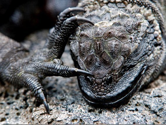 Marine Iguana (Amblyrhynchus Cristatus) Head and Foot - Galapagos Islands