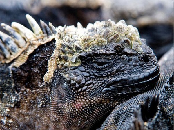 Marine Iguana Head