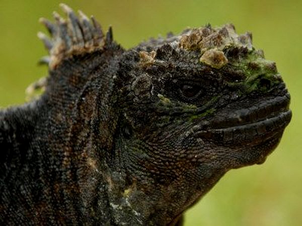 Marine Iguana in Vegetation