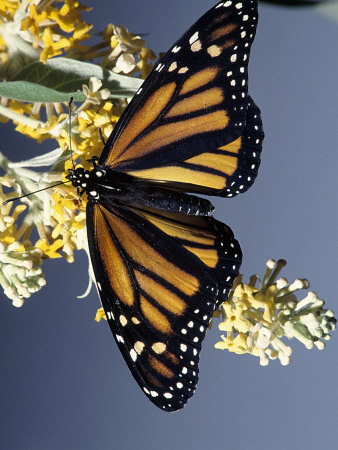 Monarch Butterfly on Butterfly Bush, Florida, Art Print
