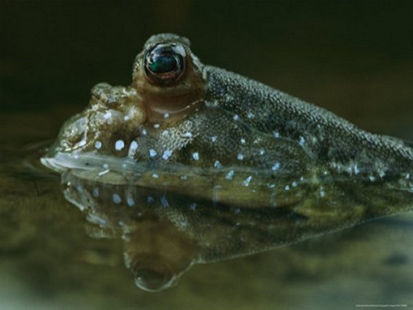 Mudskipper Head