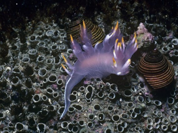 Nudibranch, Dendronotus Diversicolor, California, USA, Pacific Ocean
