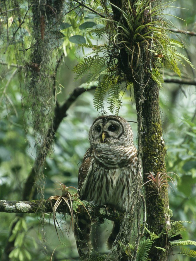 Owl Perches on a Tree Branch