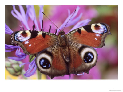 Peacock Butterfly on Cornflower, Art Print