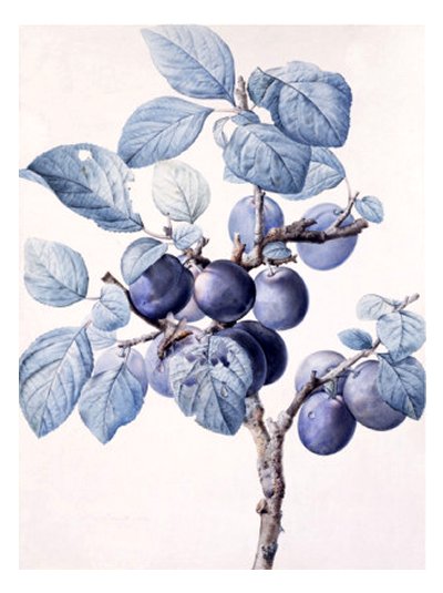 The Branch of a Plum-Tree Bearing Fruit with a Wasp Drinking Water on a Leaf - by Pierre Joseph Redout