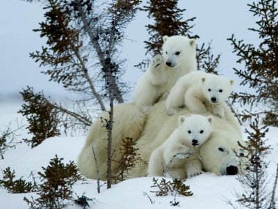 Polar Bear Mother with Triplets, photography, art print