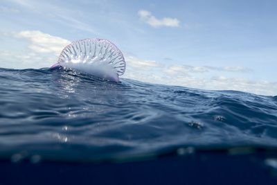 Portuguese Man Of War on the Water Surface, Pico Azores Portugal